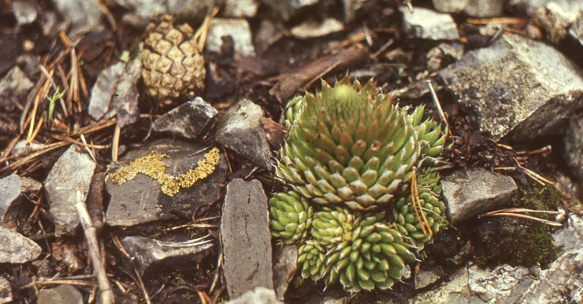 découvrez un jardin de rocaille moderne et facile d'entretien, idéal pour embellir votre espace extérieur avec peu de soins.