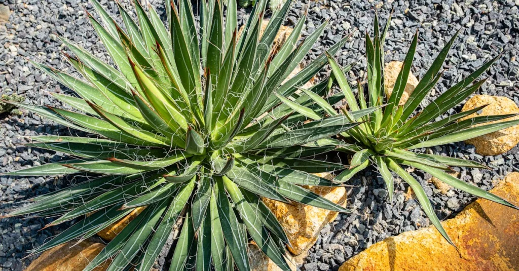 découvrez comment créer un jardin de rocaille moderne et facile d'entretien, idéal pour embellir votre extérieur avec style et simplicité.