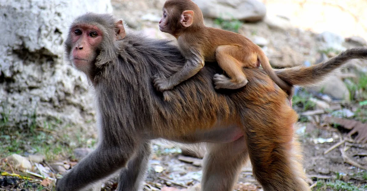 découvrez tout sur les mammifères, leurs caractéristiques, habitats et espèces fascinantes dans le règne animal.