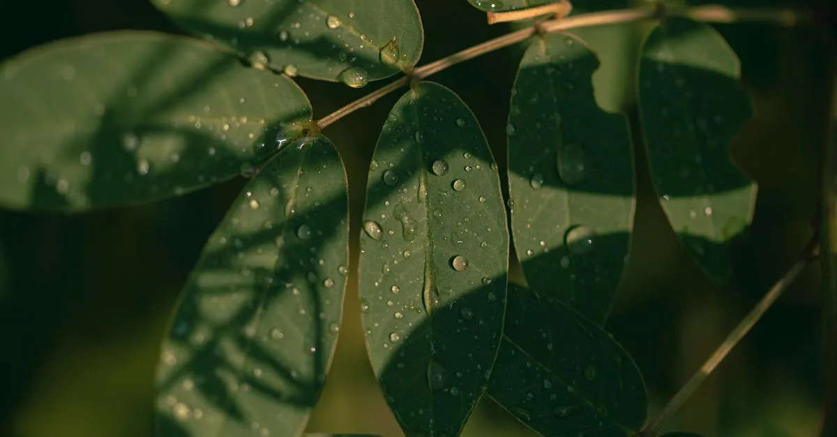 découvrez les raisons pour lesquelles les feuilles de votre mandarinier tombent et comment y remédier pour garder un arbre sain et productif.