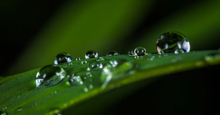 découvrez pourquoi les feuilles de votre mandarinier tombent et comment y remédier pour garder un arbre sain et prospère.