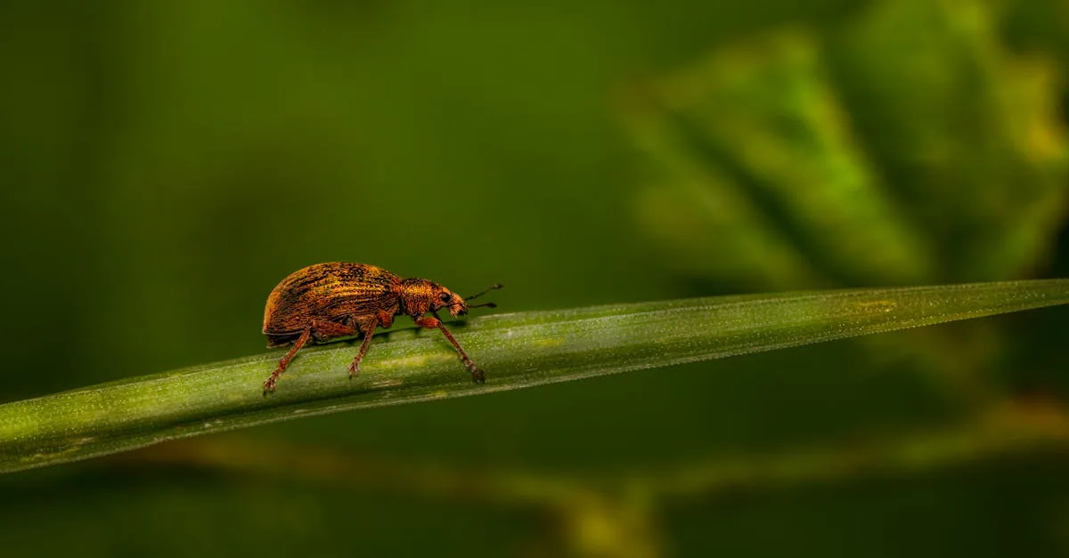 découvrez la durée de conservation du fumier d'ortie, ses conseils d'utilisation et comment éviter qu'il ne périme. optimisez l'efficacité de votre engrais naturel.