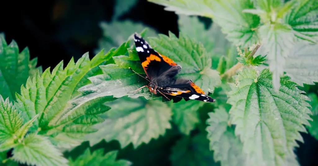 découvrez la durée de conservation du fumier d'ortie et les meilleures pratiques pour son utilisation efficace en jardinage.