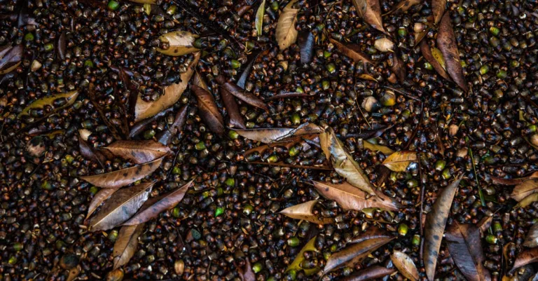 découvrez les caractéristiques et l'importance des déjections d'animaux nocturnes, et comment les identifier pour mieux comprendre leur comportement.