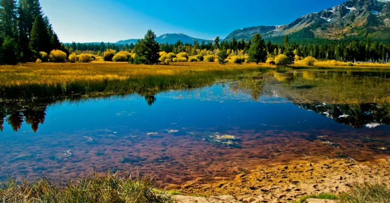 découvrez tout sur les pommes de terre : recettes savoureuses, astuces de cuisson et bienfaits nutritionnels de ce tubercule incontournable.