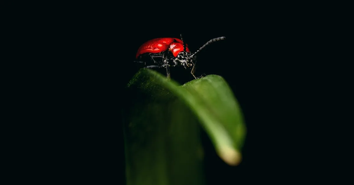découvrez comment identifier et éliminer les vrillettes, de petits coléoptères lignivores qui endommagent le bois de votre maison.
