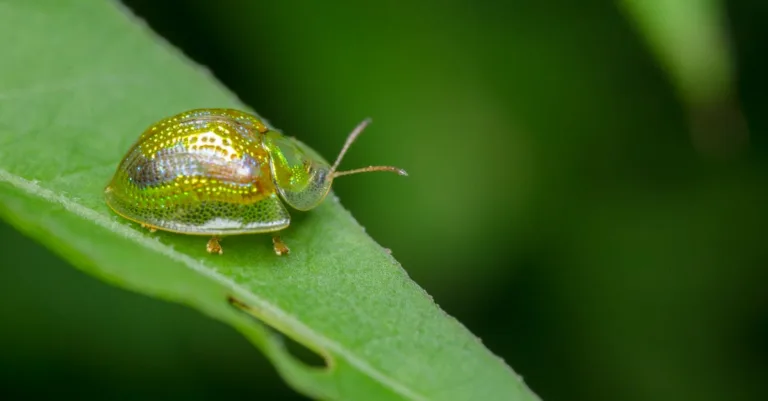 découvrez tout sur le vrillette du bois : identification, dégâts, prévention et traitement contre ce petit coléoptère redoutable.