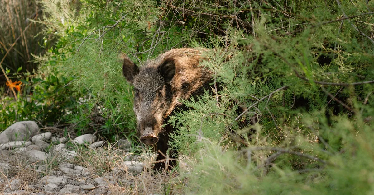 découvrez une recette savoureuse de ragoût de sanglier, un plat traditionnel riche en saveurs et parfait pour les amateurs de gibier.
