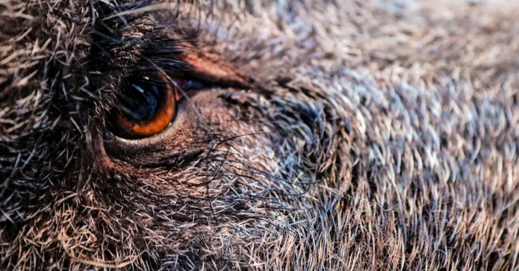 découvrez une recette savoureuse de ragout de sanglier, un plat traditionnel riche en saveurs et parfait pour les repas conviviaux.