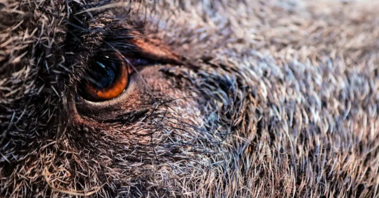 découvrez une recette savoureuse de ragout de sanglier, un plat traditionnel riche en saveurs et parfait pour les repas conviviaux.