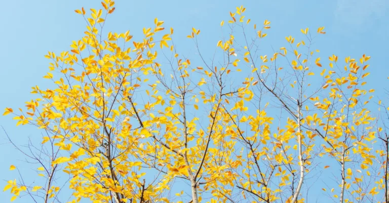 découvrez les causes des feuilles jaunes sur vos plantes et apprenez comment y remédier efficacement pour garder vos végétaux en bonne santé.