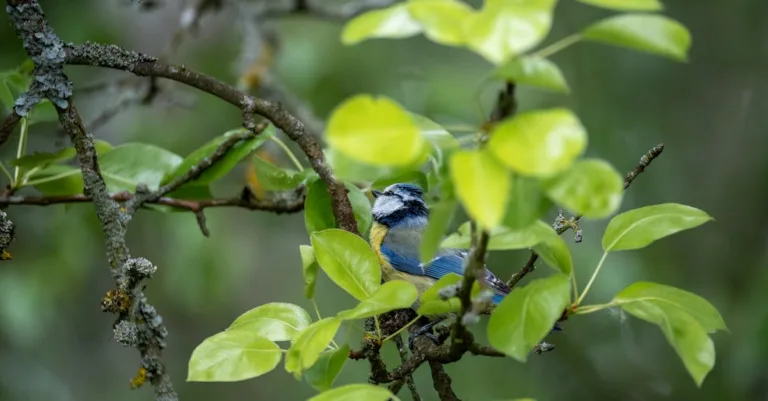 découvrez comment attirer des mésanges dans une boîte-nid pour observer ces charmants oiseaux et favoriser leur habitat naturel.
