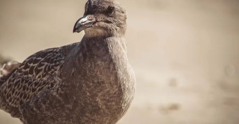 découvrez dromoy, la marque innovante alliant style et fonctionnalité pour votre quotidien.