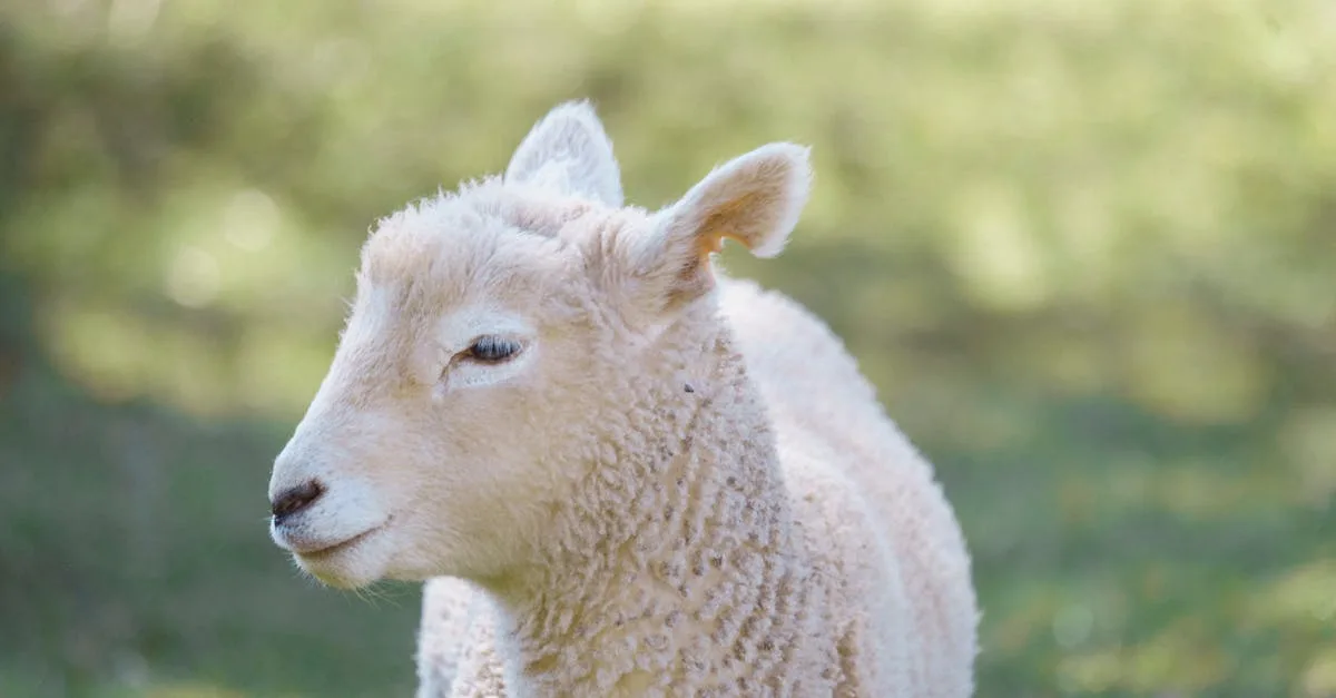 découvrez la recette traditionnelle du navarin d'agneau, un plat mijoté savoureux à base d'agneau et de légumes de saison, parfait pour un repas réconfortant.