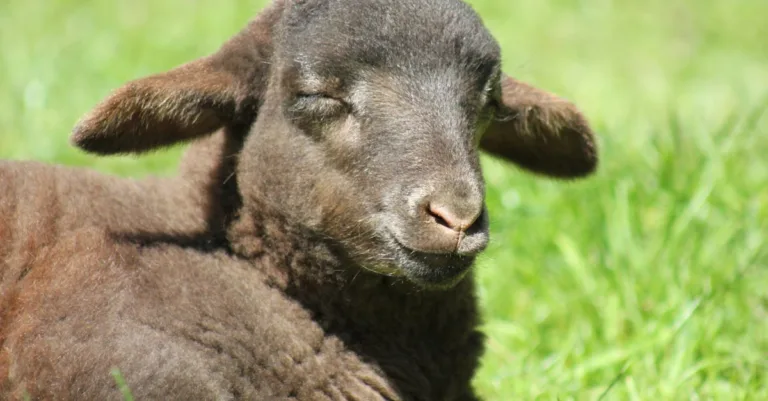 découvrez la recette traditionnelle du navarin d'agneau, un ragoût savoureux à base de morceaux tendres d'agneau et de légumes printaniers, parfait pour un repas convivial et réconfortant.