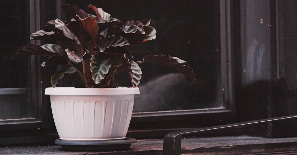 découvrez les superstitions liées aux plantes et leur signification dans différentes cultures. apprenez comment certaines plantes portent chance ou portent malheur.