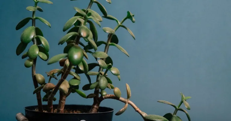 découvrez les superstitions liées aux plantes, leurs significations mystérieuses et comment elles influencent nos croyances populaires.