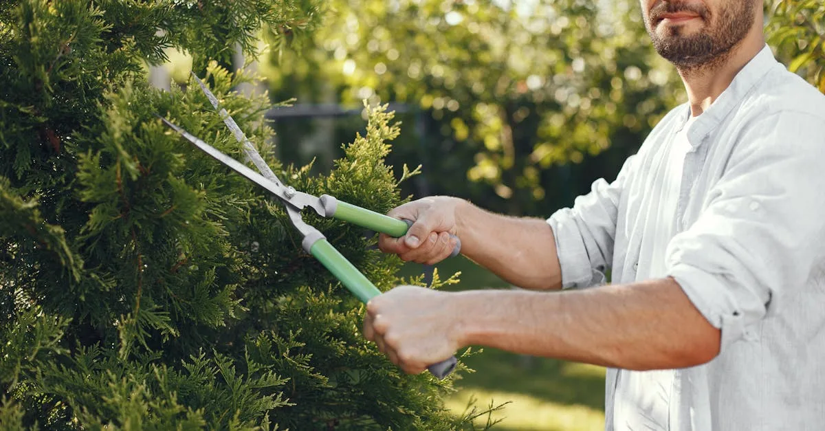 découvrez nos conseils experts pour l'élagage des arbres afin de favoriser leur santé, sécurité et esthétique.
