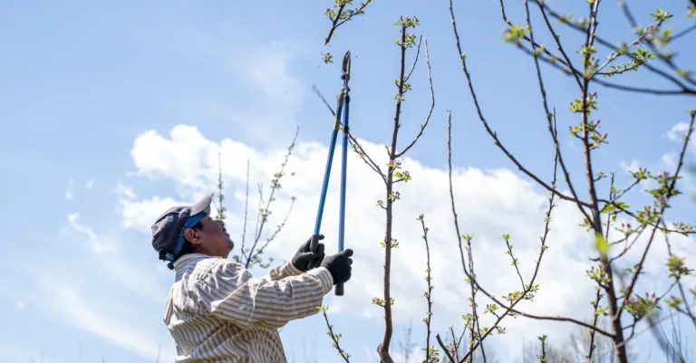 découvrez nos conseils professionnels pour l'élagage des arbres afin d'assurer leur santé, sécurité et esthétique tout au long de l'année.