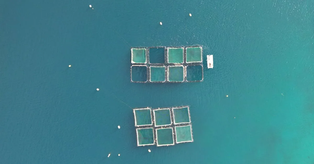 découvrez l'agriculture intégrée poisson-plante, une méthode durable combinant l'aquaculture et la culture végétale pour optimiser les ressources et favoriser un écosystème équilibré.