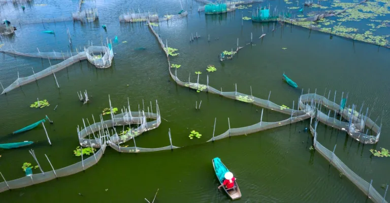 découvrez l'agriculture intégrée de poissons et de plantes, une méthode durable combinant aquaculture et culture hydroponique pour optimiser les ressources et améliorer la production alimentaire.