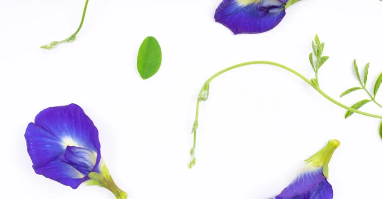 découvrez la fleur de pois papillon, une plante aux magnifiques fleurs bleu vif utilisée en cuisine, en infusion et en cosmétique pour ses propriétés naturelles et ses bienfaits pour la santé.