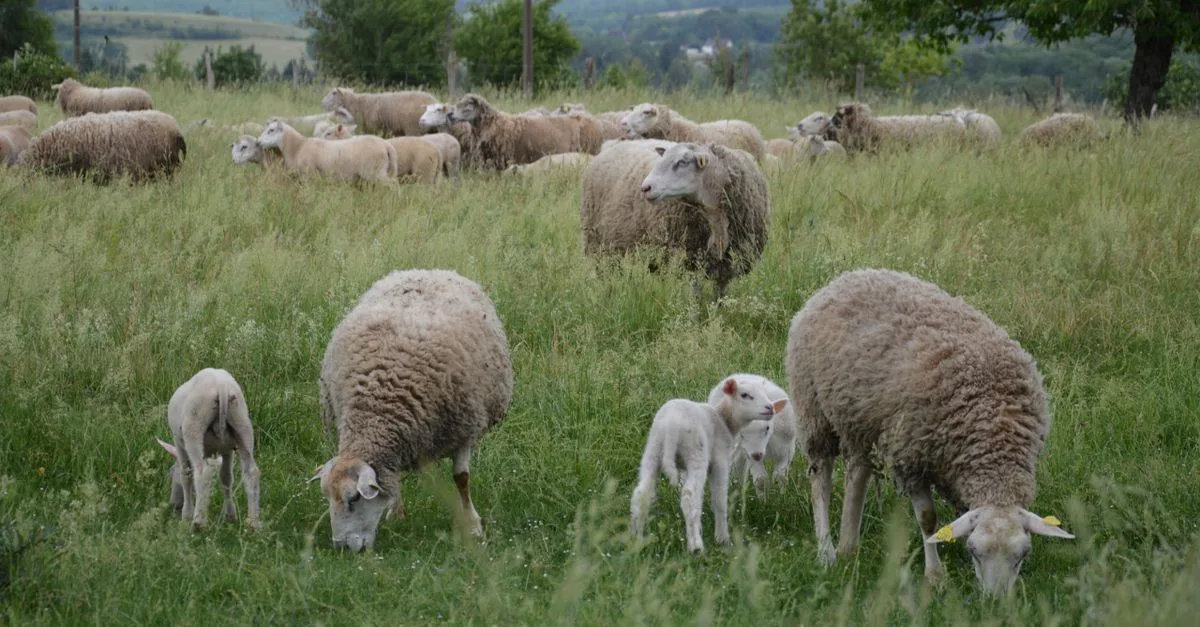 découvrez l'agriculture écologique : des pratiques respectueuses de l'environnement pour cultiver sainement et préserver la biodiversité.