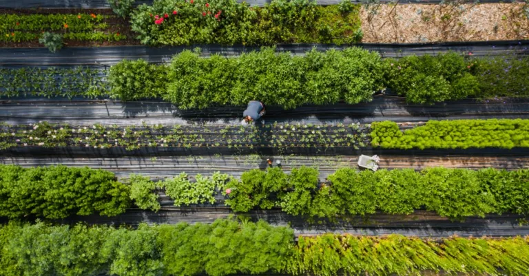 découvrez notre gamme de produits de qualité pour votre jardin, alliant durabilité et performance pour sublimer vos espaces verts.
