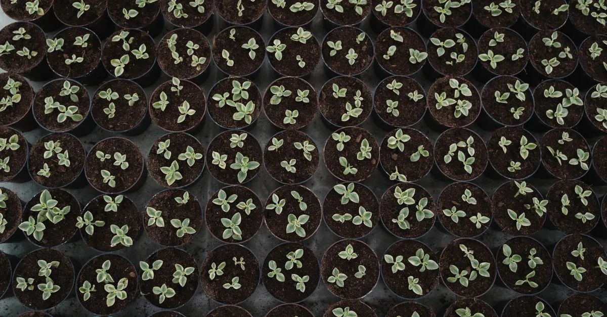 découvrez les conseils essentiels pour la culture du pittosporum kohuhu, un arbuste élégant idéal pour vos jardins, avec des astuces sur la plantation, l'entretien et l'arrosage.
