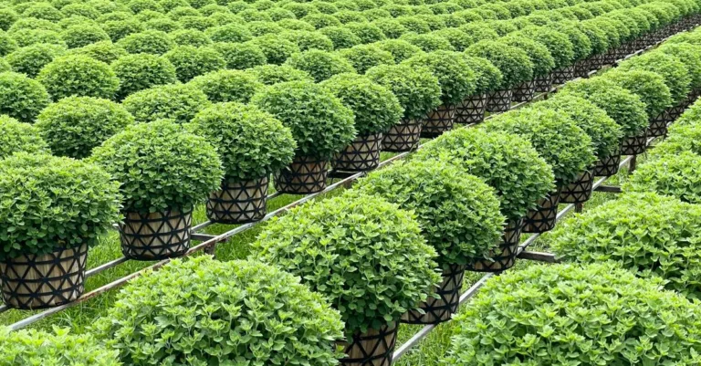 découvrez comment cultiver le pittosporum kohuhu, un arbuste polyvalent idéal pour les haies et les jardins, avec des conseils sur le sol, l'arrosage et l'exposition.