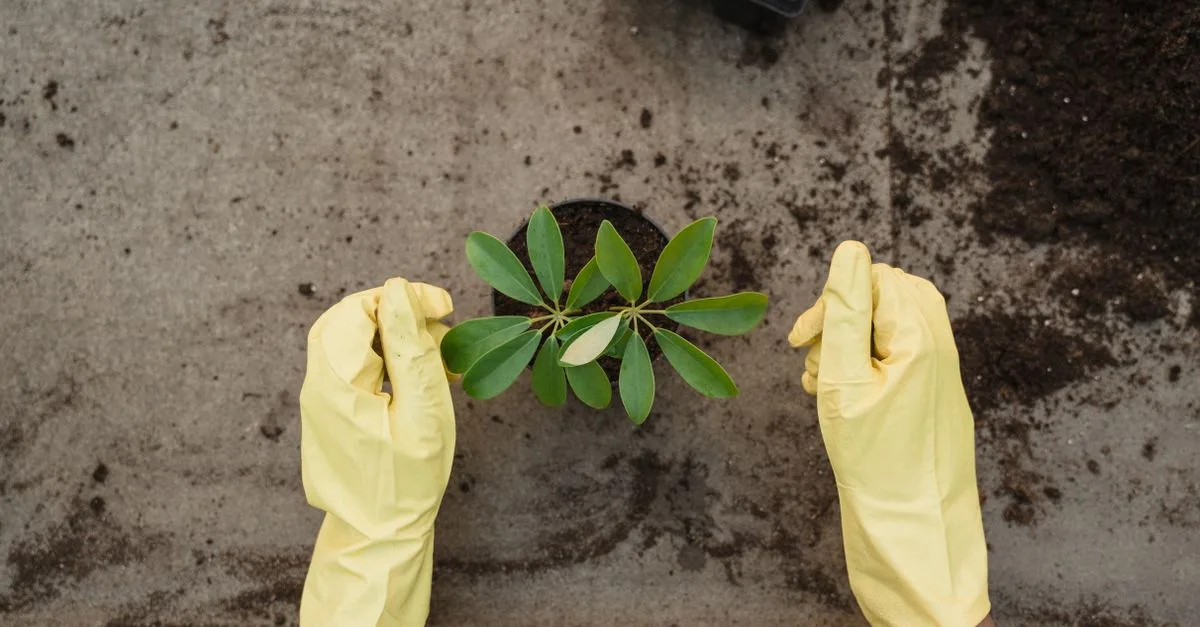 découvrez la durabilité des plantes et comment elles résistent aux conditions environnementales pour assurer une croissance saine et une longue vie.