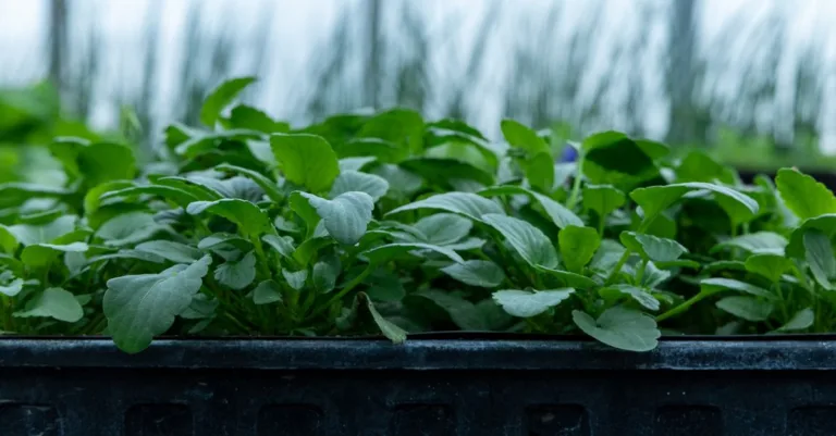découvrez la durabilité des plantes et comment choisir des espèces résistantes pour un jardin florissant et durable.