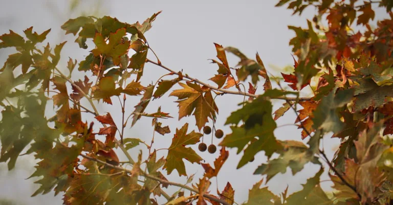 découvrez le mûrier platane stérile, un arbre ornemental idéal pour les espaces verts, alliant esthétisme et faible entretien.
