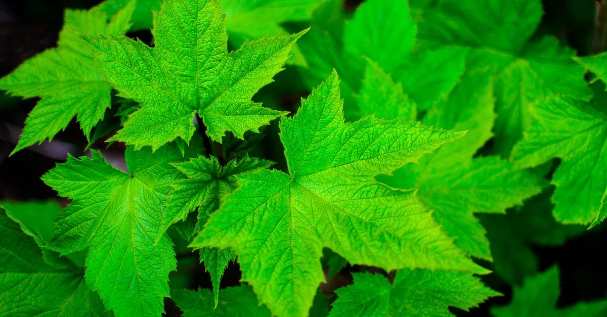 découvrez des conseils de jardinage pratiques et faciles à suivre pour embellir votre jardin, cultiver vos plantes avec succès et profiter pleinement de vos espaces verts.