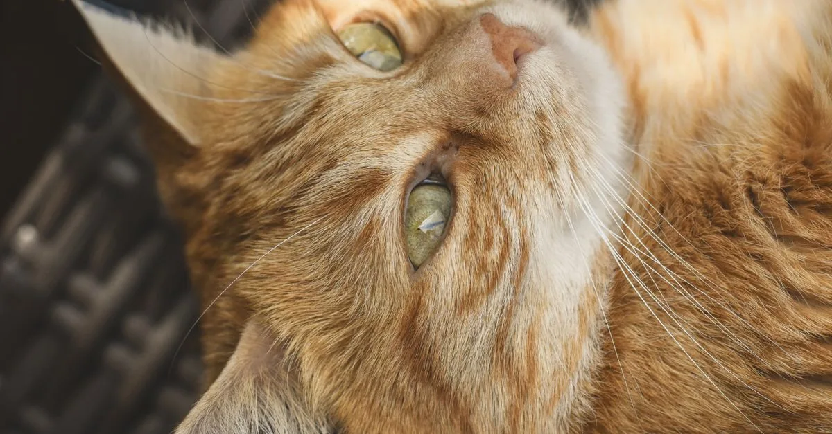 conseils et astuces pour prendre soin de votre chat : alimentation, santé, toilettage et bien-être.