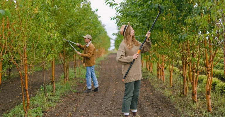 découvrez nos conseils et techniques pour tailler vos plantes efficacement et favoriser leur croissance optimale.